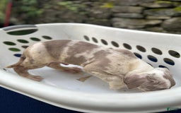 American Bully dogs for sale: Hot Head / Deja Vu - Image 11