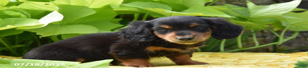 Snickers