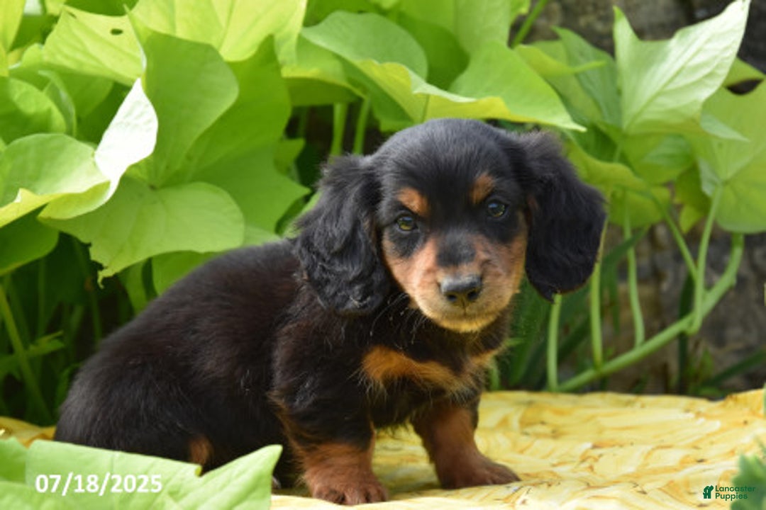 Miniature Dachshund dogs for sale: Snickers - Image 2