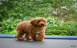 Cavapoo dogs for sale: Cabo - Image 1