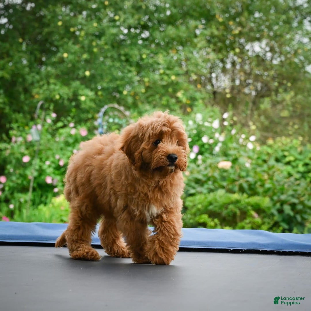 Cavapoo dogs for sale: Cabo - Image 1