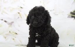 Toy Poodle dogs for sale: Bailey - Image 4