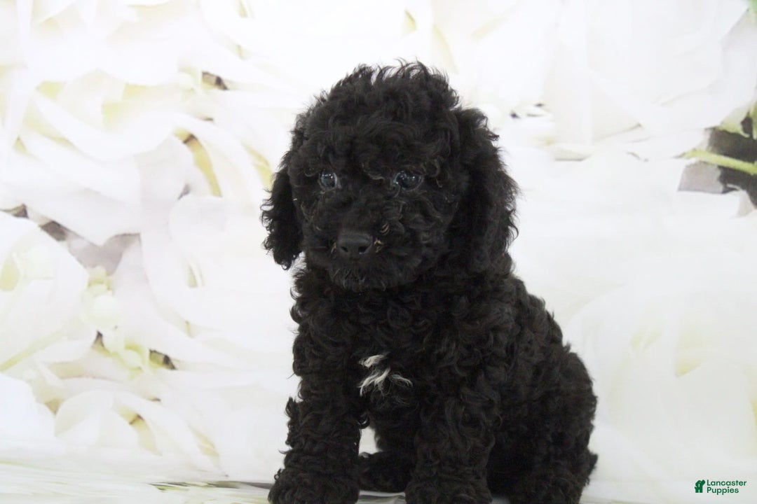 Toy Poodle dogs for sale: Bailey - Image 4