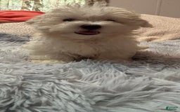 Maltese dogs for sale: BJ - Image 5