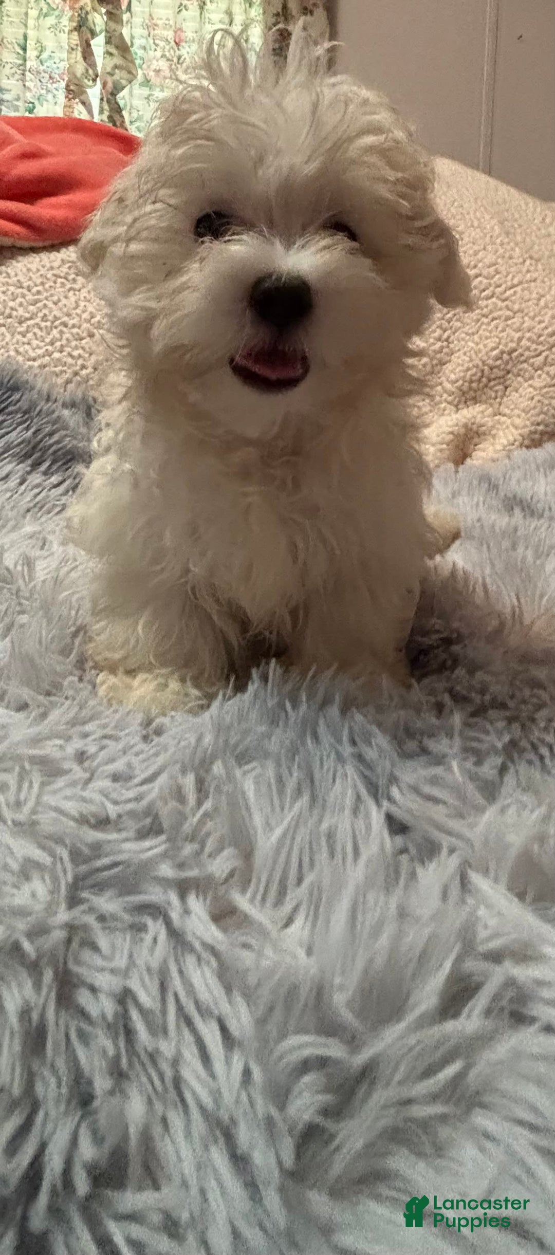 Maltese dogs for sale: BJ - Image 5