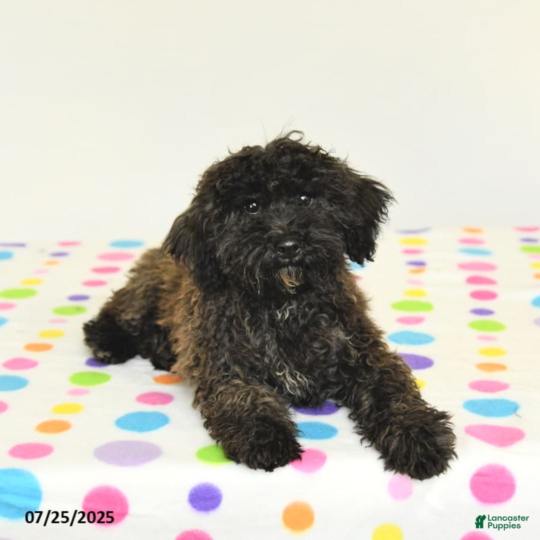 Miniature Poodle dogs for sale: Blizzard - Image 3
