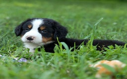 Bernese Mountain Dog dogs for sale: Sage - Image 17