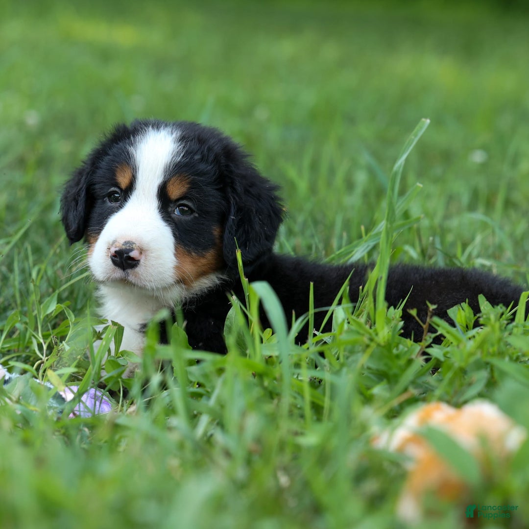 Bernese Mountain Dog dogs for sale: Sage - Image 17