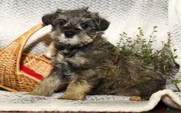 Miniature Schnauzer dogs for sale: Rover - Image 3
