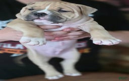 American Bully dogs for sale: National Champion Jack - Image 36
