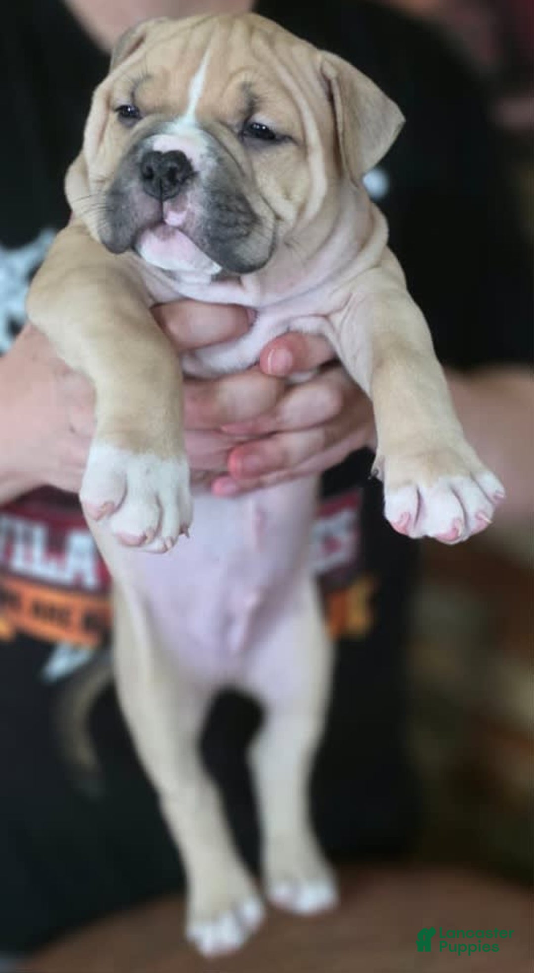 American Bully dogs for sale: National Champion Jack - Image 36