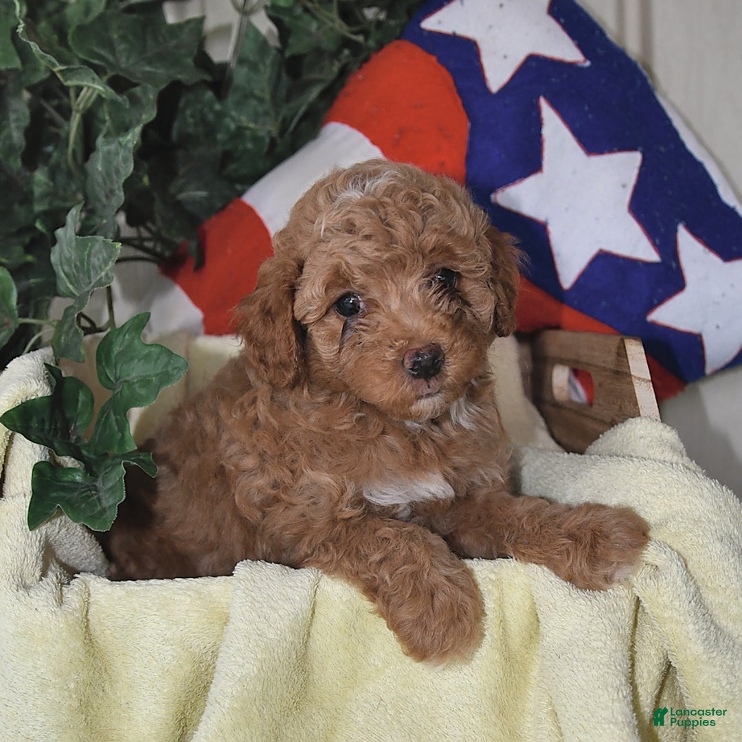 Miniature Poodle dogs for sale: Flash - Image 5