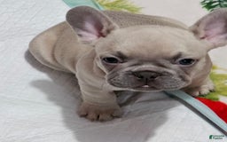 French Bulldog dogs for sale: Silver - Image 4