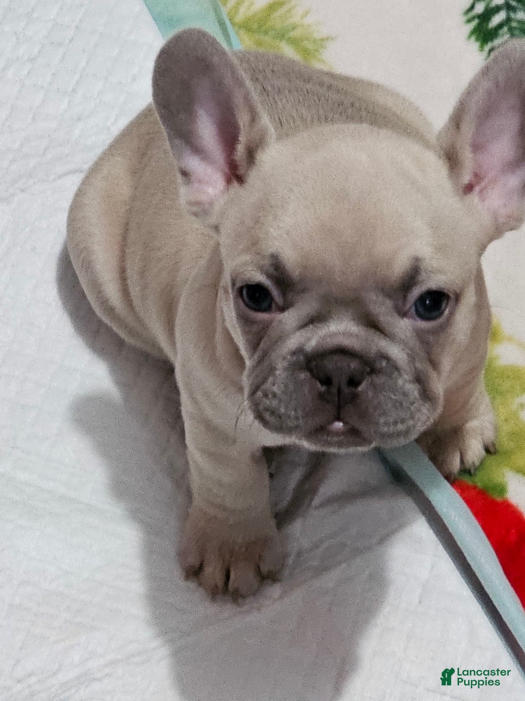 French Bulldog dogs for sale: Silver - Image 4