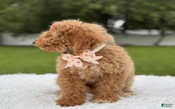 Mini Goldendoodle dogs for sale: Alani - Image 8
