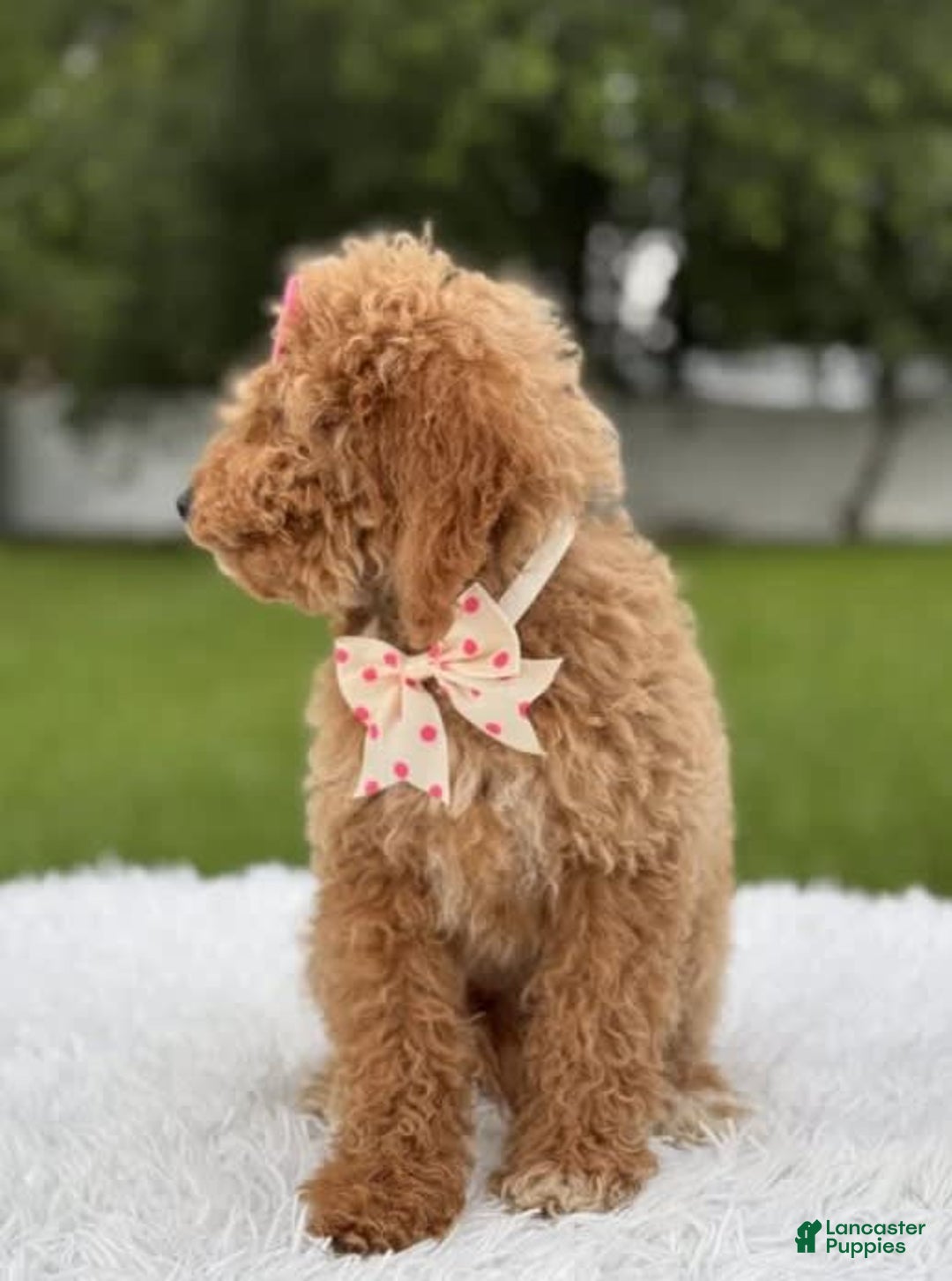 Mini Goldendoodle dogs for sale: Alani - Image 8