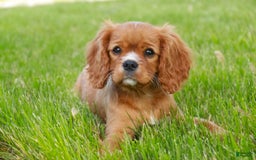 Cavalier King Charles Spaniel dogs for sale: Clifford - Image 21