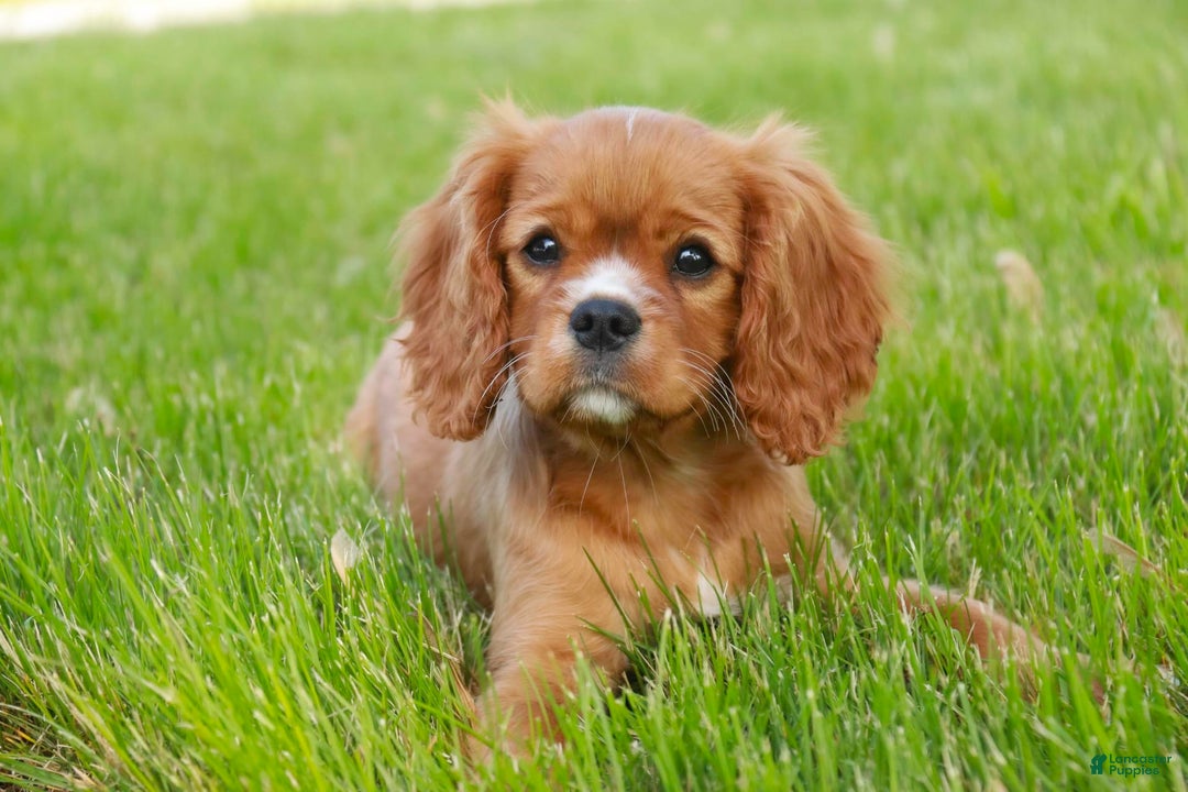 Cavalier King Charles Spaniel dogs for sale: Clifford - Image 21
