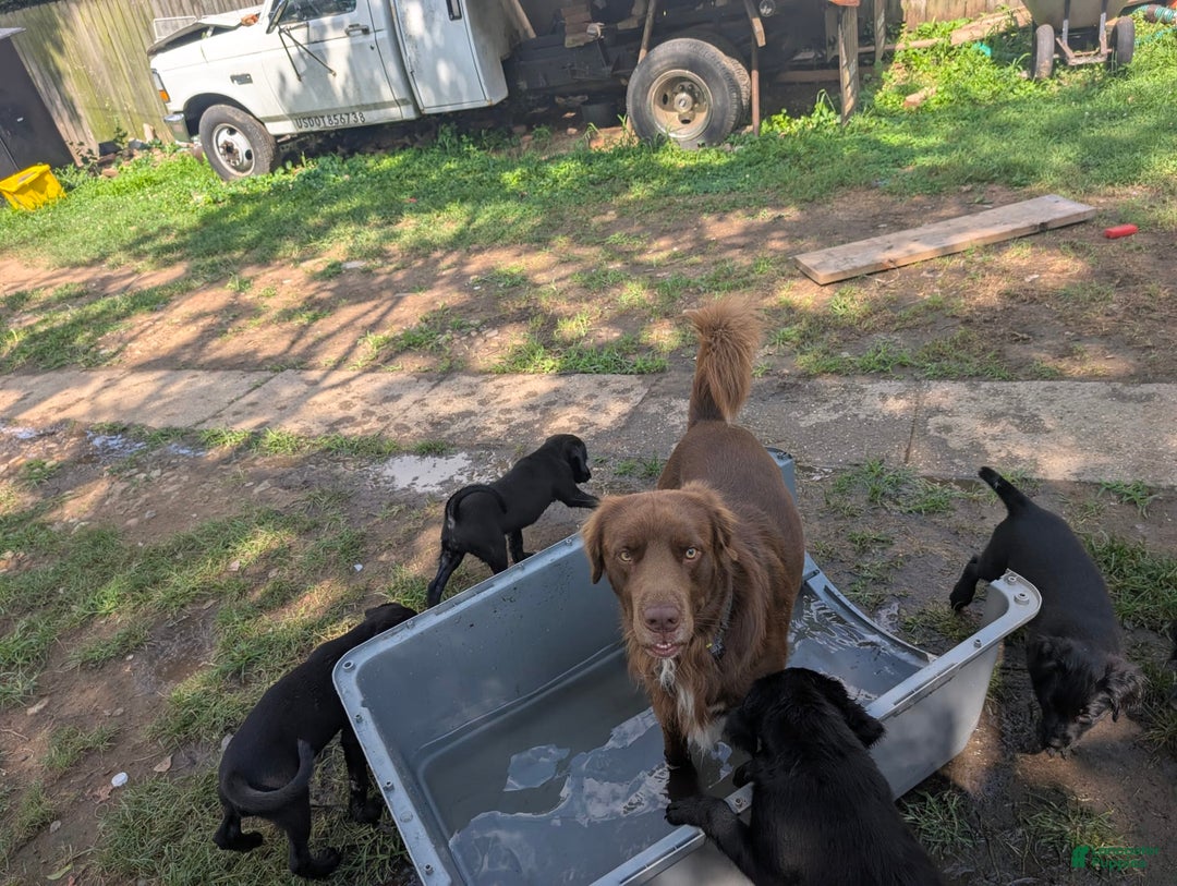 Labrador Retriever dogs for sale: Puppy 4 - Image 3