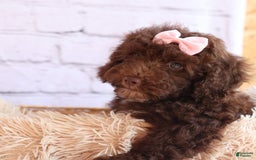 Cockapoo dogs for sale: Barb - Image 16