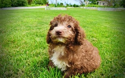 Havapoo dogs for sale: Toto - Image 13
