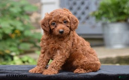 Mini Goldendoodle dogs for sale: Zoey - Image 2