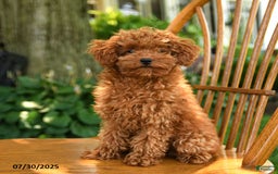 Toy Poodle dogs for sale: Fern - Image 2