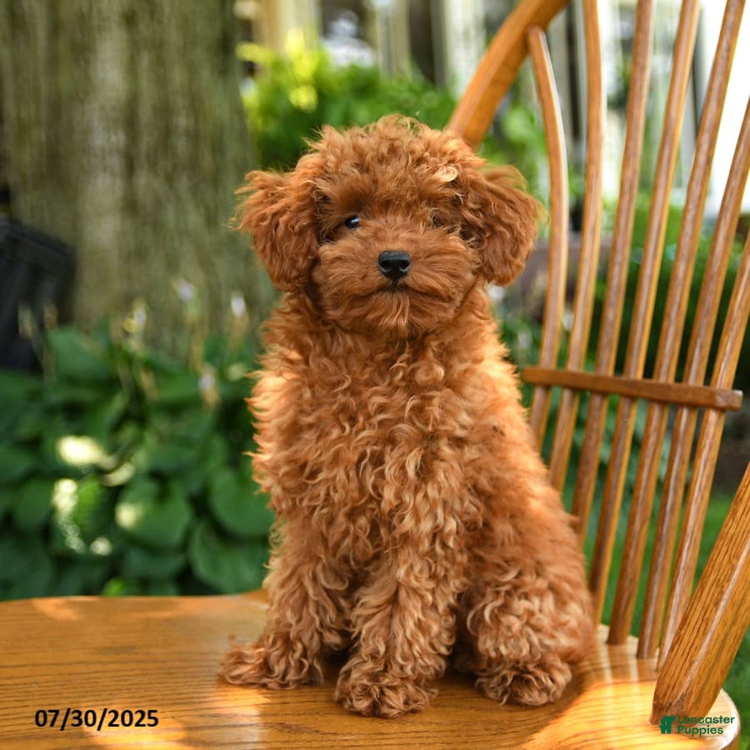 Toy Poodle dogs for sale: Fern - Image 2