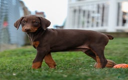 Doberman Pinscher dogs for sale: Diesel - Image 6