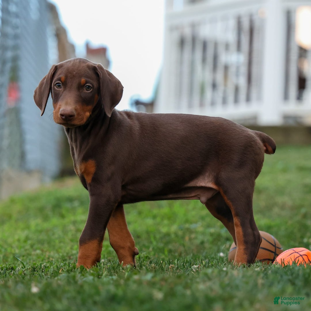 Doberman Pinscher dogs for sale: Diesel - Image 6