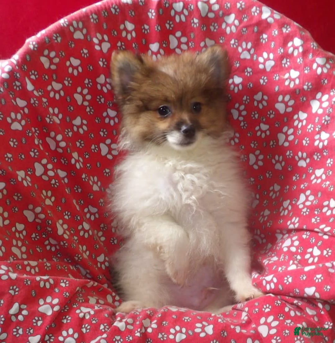 Pomeranian dogs for sale: Bebo - Image 4