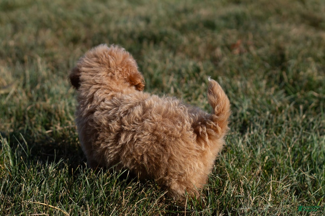 Miniature Poodle dogs for sale: Precious - Image 10