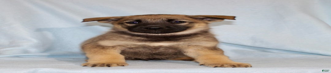Tammy