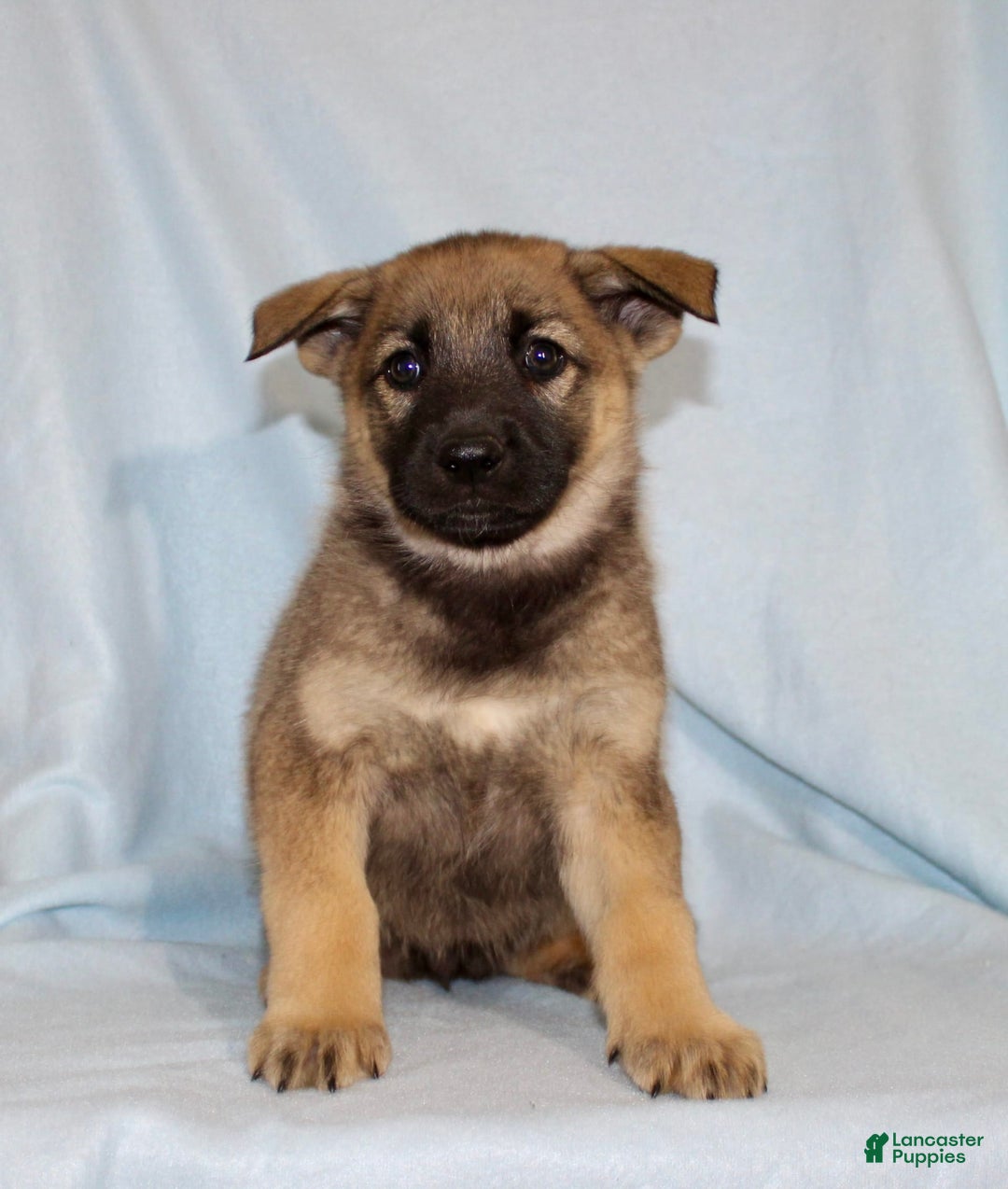 German Shepherd dogs for sale: Tammy - Image 1