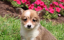 Welsh Corgi Pembroke dogs for sale: Bridget - Image 4