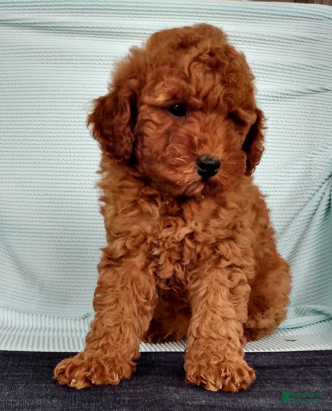 Miniature Poodle dogs for sale: Rily - Image 3