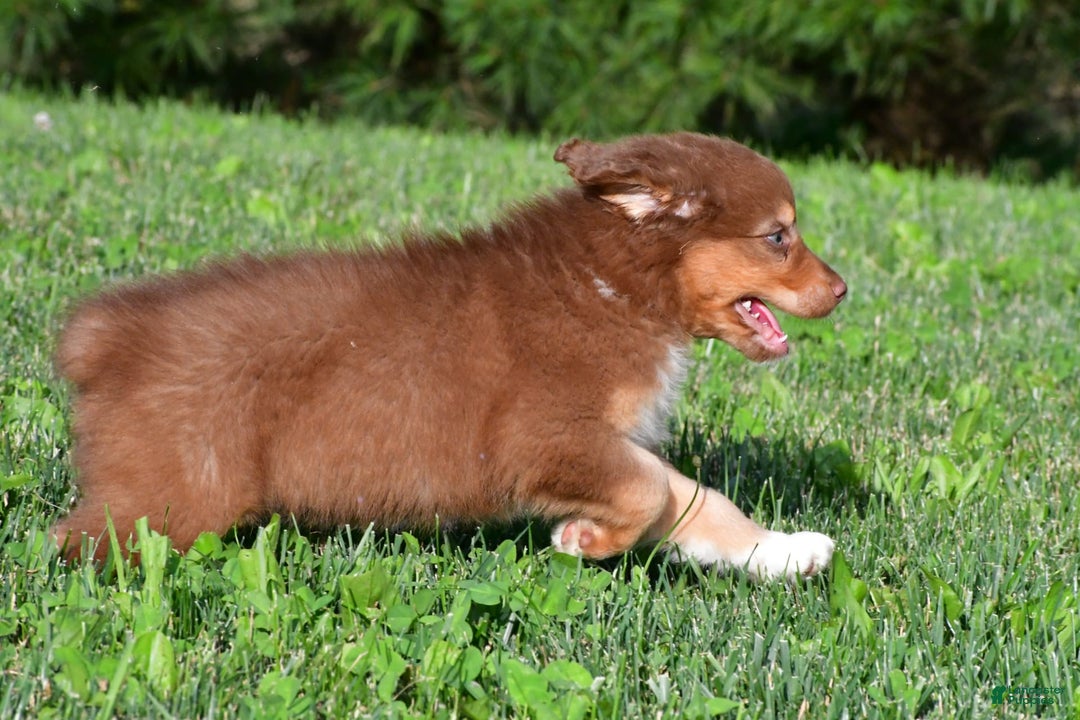 Australian Shepherd dogs for sale: Bo - Image 7