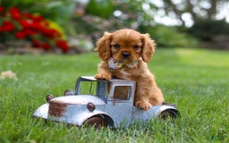 Cavalier King Charles Spaniel dogs for sale: Bradley - Image 14