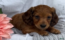 Miniature Dachshund dogs for sale: Teddy - Image 2