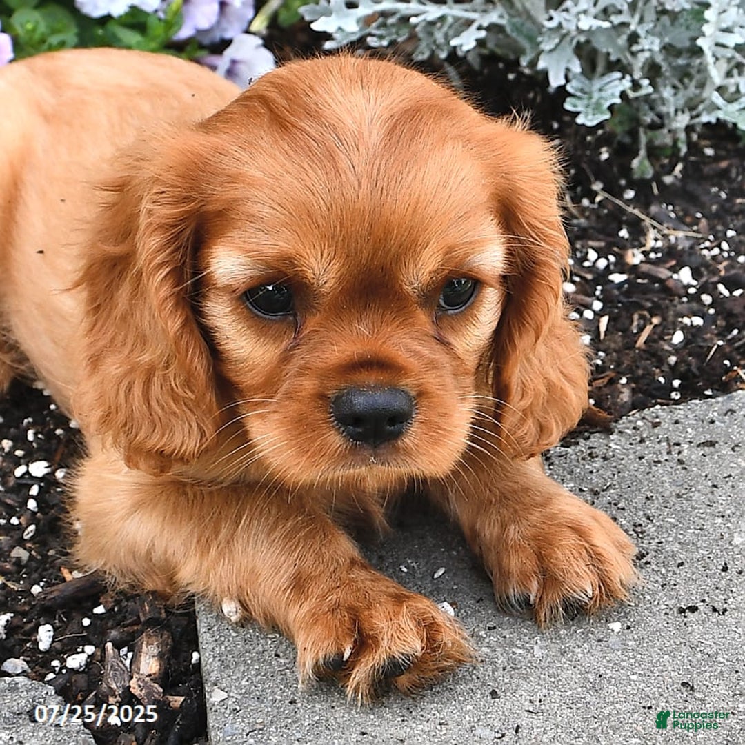 Cavalier King Charles Spaniel dogs for sale: Reba - Image 13