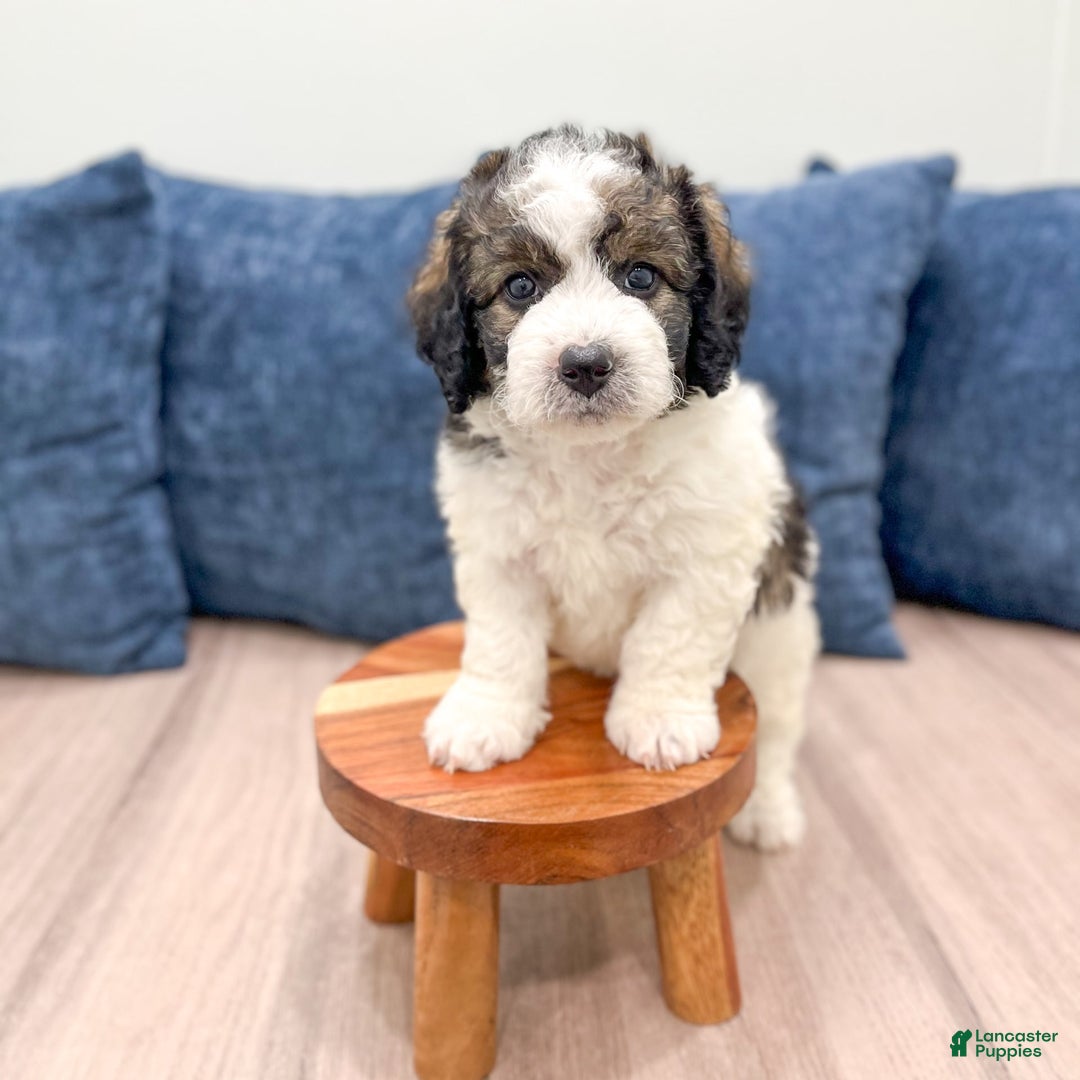 Mini Bernedoodle dogs for sale: Buster - Image 2