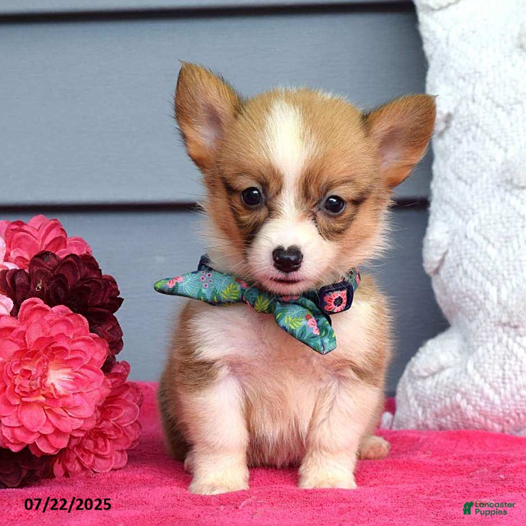 Welsh Corgi Pembroke dogs for sale: Zania - Image 4