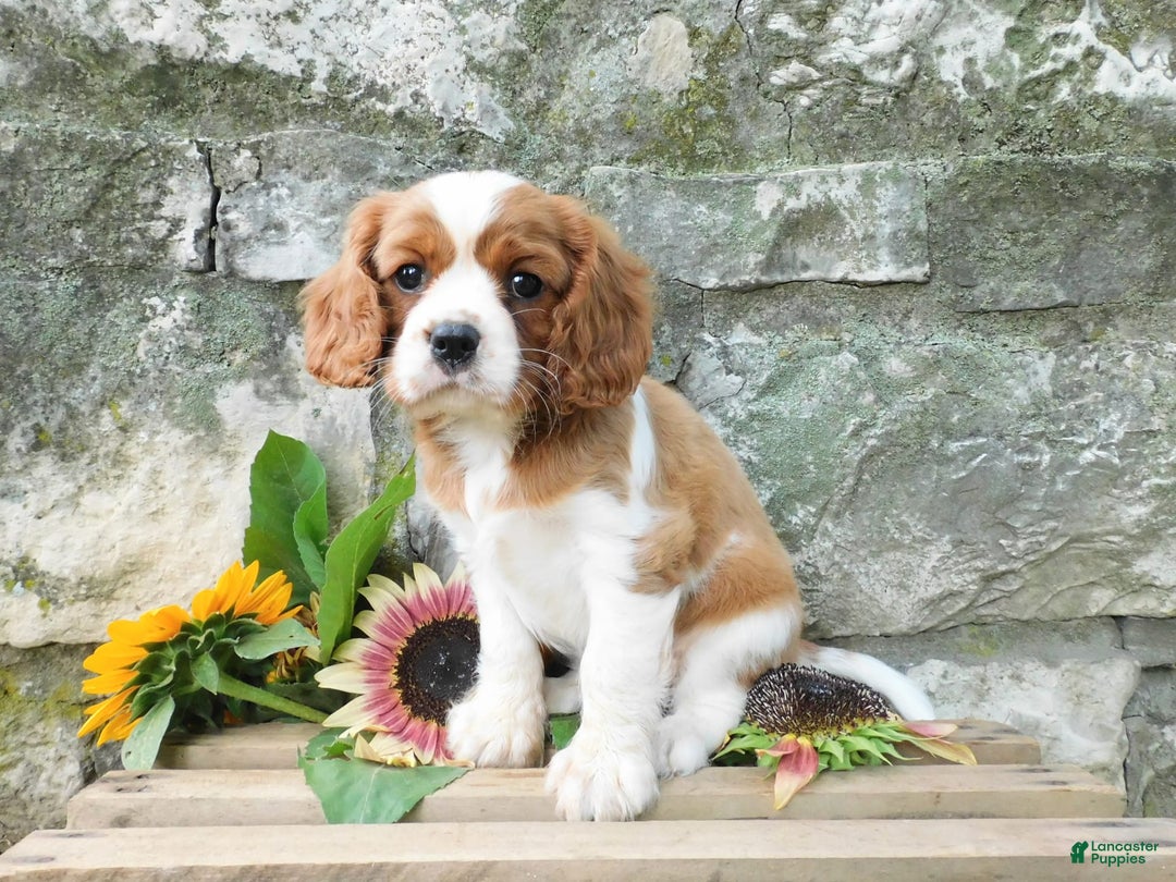 Cavalier King Charles Spaniel dogs for sale: Cavalier King Charles Spaniel 2 puppies - Image 3