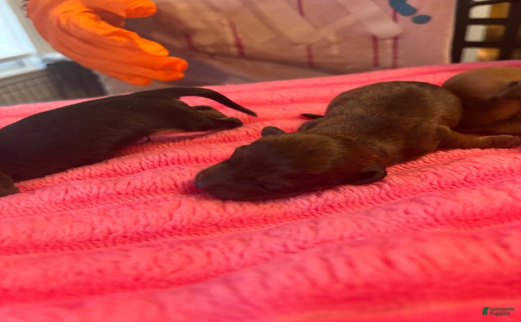 Dachshund dogs for sale - Ad 4