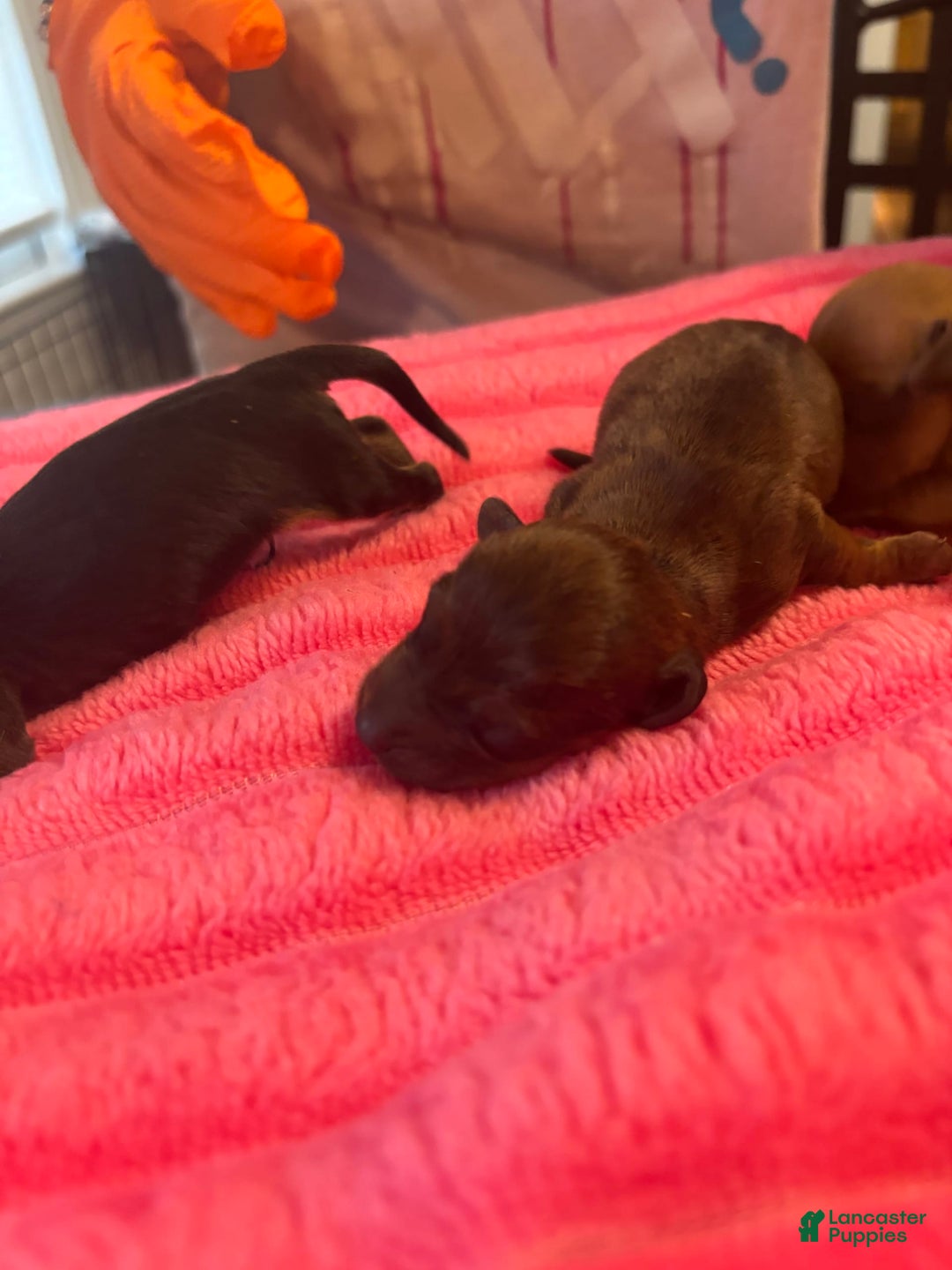 Dachshund dogs for sale: Johnny - Image 1