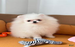 Pomeranian dogs for sale: Adam - Image 1