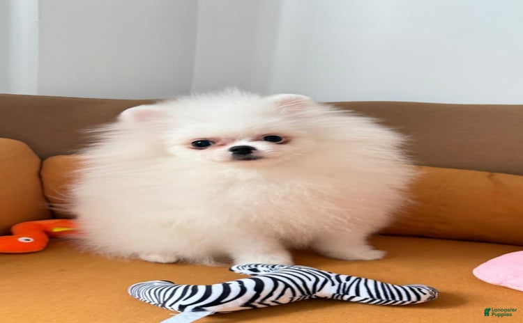Pomeranian dogs for sale - Ad 1