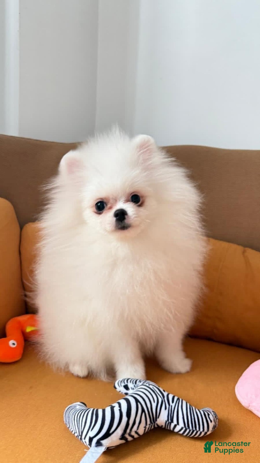 Pomeranian dogs for sale: Adam - Image 1