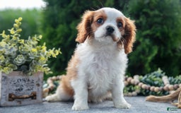 Cavalier King Charles Spaniel dogs for sale: Peter - Image 6