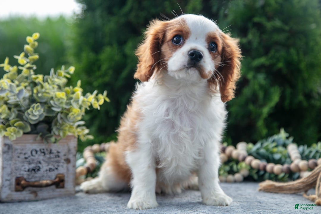 Cavalier King Charles Spaniel dogs for sale: Peter - Image 6